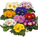 Bild von Primula P10.5 Kleurtonend Mix